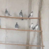 خرقه روس کیپ سینه باز گچی دمگیر یاهوی  کفتر کبوتر