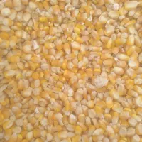 ذرت دانه مرغ
