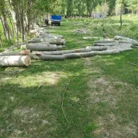 انواع چوب کهنه باغی خریدارم