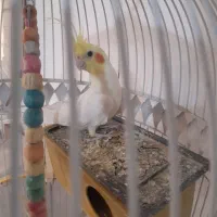 عروس هلندی نر