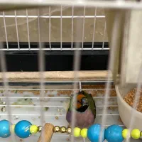 فنچ گلدین ماده