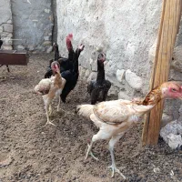 مرغ خروس فروشی جفت