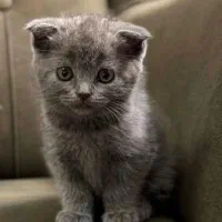 گربه اسکاتیش اصل وارداتی