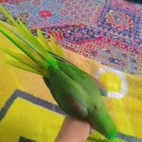 شاه طوطی کینگ سایز نر سخنگو دستی ۷ماهه|پرنده|خمینی‌شهر, |دیوار