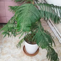 گیاه کاج مطبق