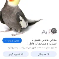 عروس هلندی