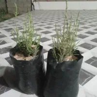 نهال گز دونه ۳۰