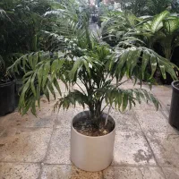 گل و گیاه آپارتمانی نخل شامادورا