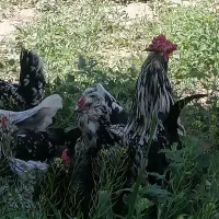 جوجه گلین پنگوئنی قشقایی و مرغ وندیانت آمریکایی