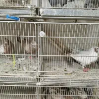 کبوتر جدیدرسید ۸/۱۹حراج سواکن و جداکن ۱۲۰|پرنده|کرج, حیدرآباد|دیوار