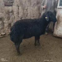 قوچ قره قزل افشار