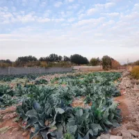 زمین کاشانک|فروش زمین و ملک کلنگی|اسلامشهر, کاشانک|دیوار