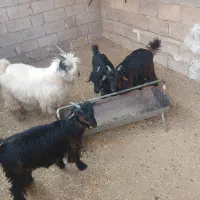 بیگ نرو و ماده|حیوانات مزرعه|لالی, |دیوار