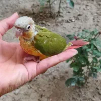 گرینچیک جوجه سرلاکی و برزیلی|پرنده|تهران, جوادیه|دیوار