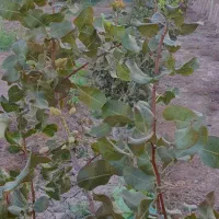 خانه روستایی|فروش خانه و ویلا|جوادآباد, |دیوار