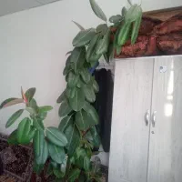 گل فروشی