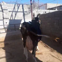 گاووگوساله نرهلشتاین