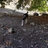 سگ نگهبان|سگ|مشهد, مشکینی (شهرک غرب)|دیوار