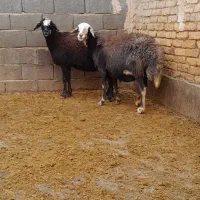 ۲تا میش جوان ابستن