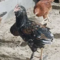 فروش مرغ وجوجه وبلدرچین وبوقلمون|حیوانات مزرعه|زرقان, |دیوار