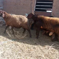 قوچ هترو|حیوانات مزرعه|میان جلگه, |دیوار