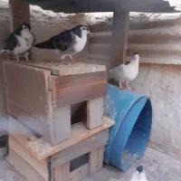 مفلق دمگیر|پرنده|اصفهان, روشن‌دشت|دیوار