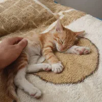 بچه گربه خانگی