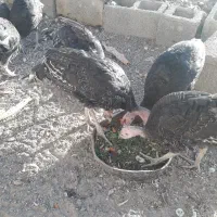جوجه بوقلمون برنز ۵ ماهه|پرنده|بیرجند, |دیوار