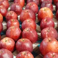 پک های  آماده مراسم ترحیم در شهریار،اندیشه شهر قدس|خدمات پذیرایی، مراسم|شهریار, شهریار|دیوار