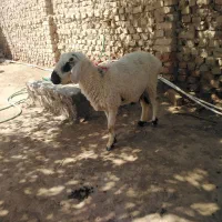 گوسفند جوان