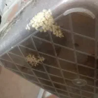 حلزون های سوپرمولد|خزنده|ری, شهادت|دیوار