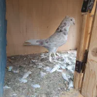 کفتر پرشی|پرنده|تهران, هلال احمر|دیوار