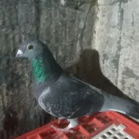 کبوترمسافتی|حیوانات|آزادشهر, |دیوار