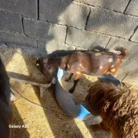 بز ماده|حیوانات مزرعه|بندر ماهشهر, |دیوار