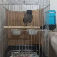 فروش مرغ مینای سخنگو یا معاوضه باعروس هلندی