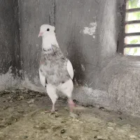 جفت نرماده طوقی|پرنده|شیراز, تندگویان|دیوار