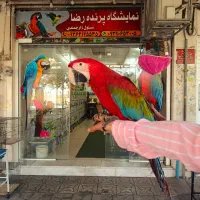 فروش ویژه طوطی سانان|پرنده|شیراز, فرودگاه شهید دستغیب شیراز|دیوار