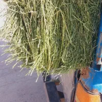 یونجه درجه یک انباری تحویل محل شما