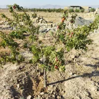 باغ|فروش دفتر صنعتی، کشاورزی، تجاری|اراک, |دیوار