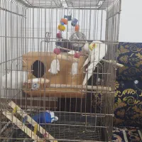 جفت عروس هلندی سخنگو و زیبا