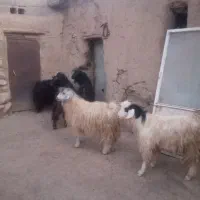 بز نر