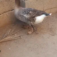 ۵عددغاز سالم و خوش رخ