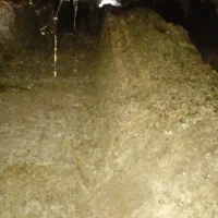 کود مرغی|خدمات باغبانی و درختکاری|تایباد, |دیوار