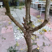 خدمات تخصصی هرس سم پاشی و چمن زنی|خدمات باغبانی و درختکاری|خمام, |دیوار