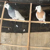 کبوتر پرنده