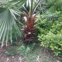 پالم واشنگتن ،شمشاد طلایی