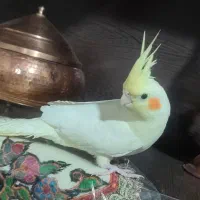 عروس هلندی لوتینو رام|پرنده|کرمان, |دیوار