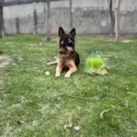 سگ ژرمن اصیل