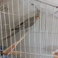 عروس هلندی نرابلق سالم دستی|پرنده|الوند, |دیوار