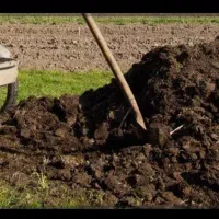 کود حیوانی ئەکرم